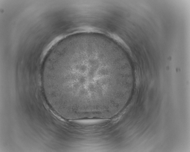 X0000070421318200606302051