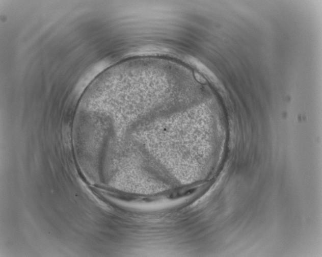 X0000070421329200606302051