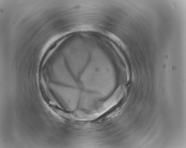 X0000070421334200606302051