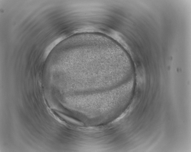 X0000070421337200606302052