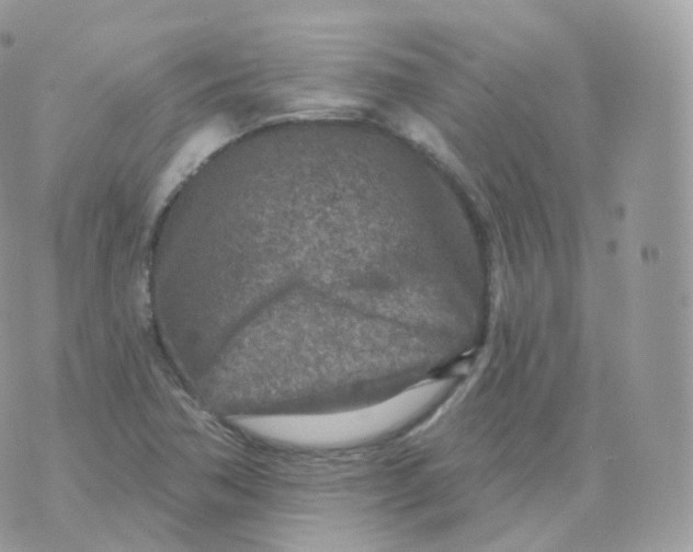 X0000070421362200606302051