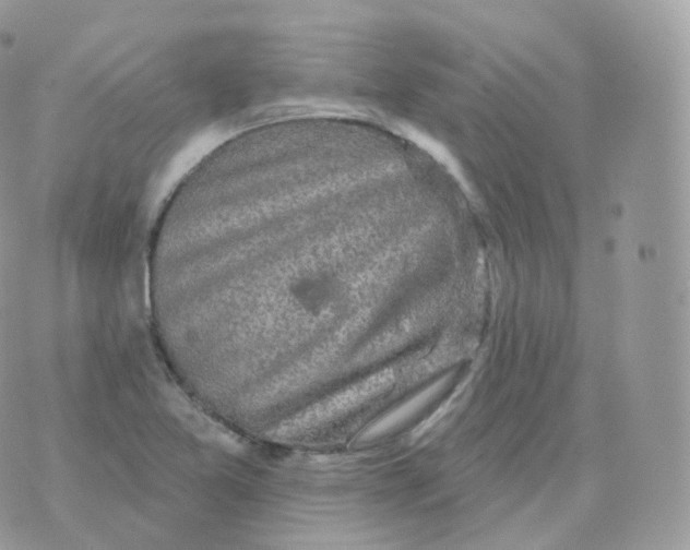 X0000070421365200606302051