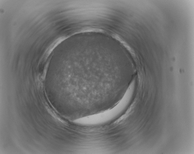 X0000070421369200606302050