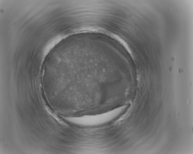 X0000070421373200606302050