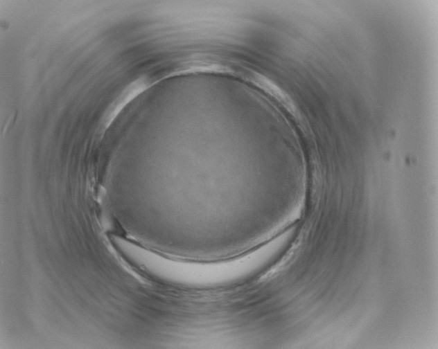 X0000070421377200606302050