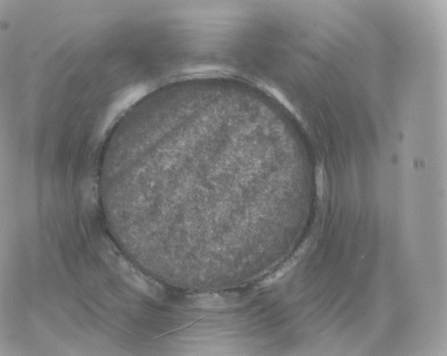 X0000070421405200606302050