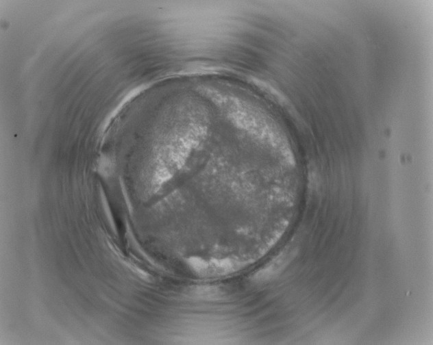 X0000070421409200606302050