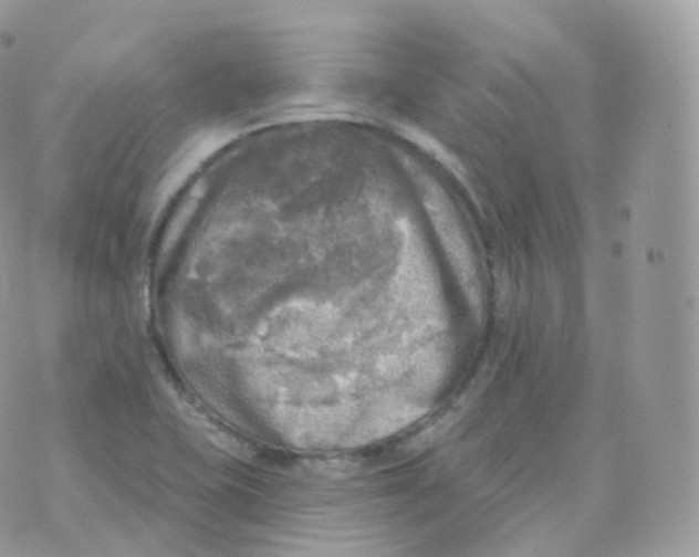 X0000070421415200606302050