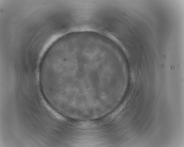 X0000070421416200606302050