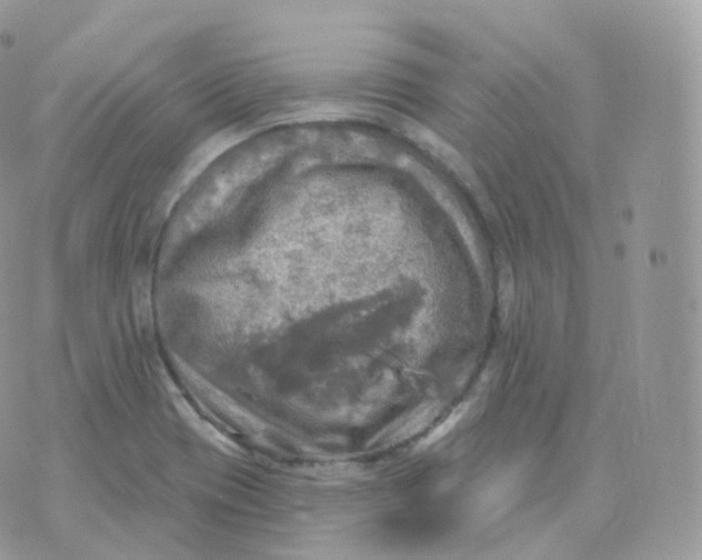 X0000070421417200606302050