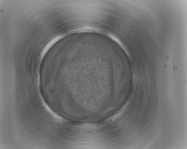 X0000070421418200606302050