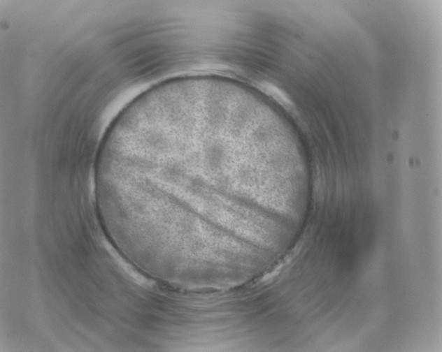 X0000070421420200606302050