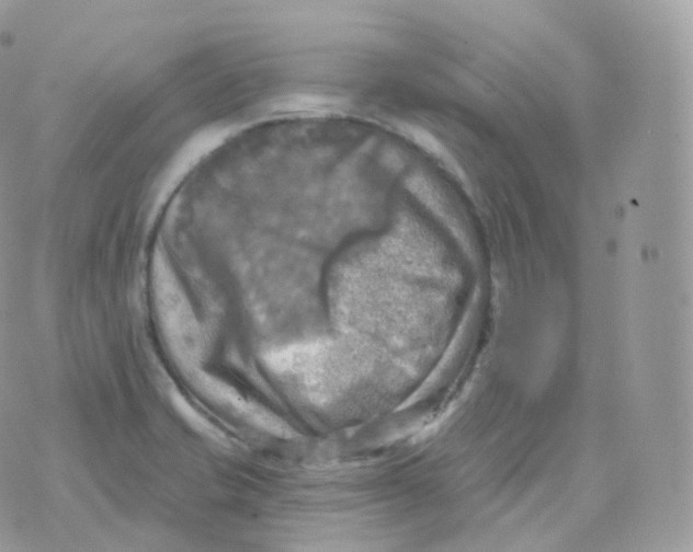 X0000070421421200606302050