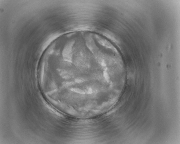 X0000070421423200606302050