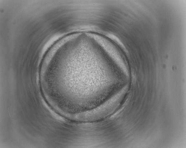 X0000070421424200606302050