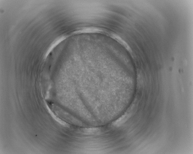 X0000070421425200606302050