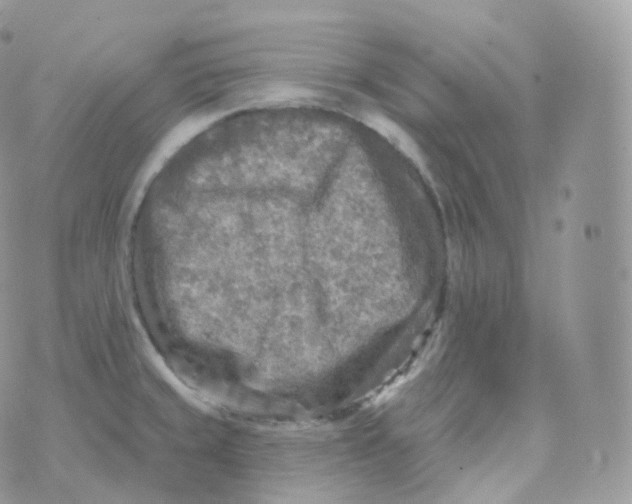 X0000070421429200606302050