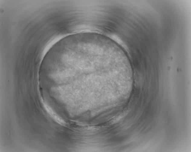 X0000070421431200606302050