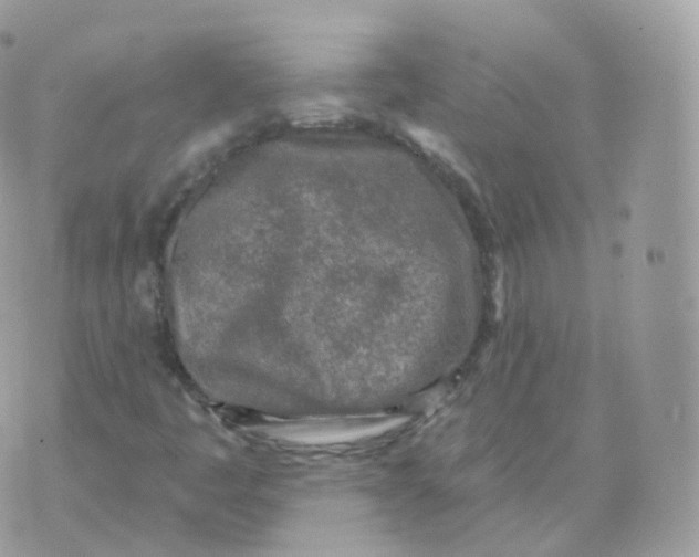 X0000070421445200606302049