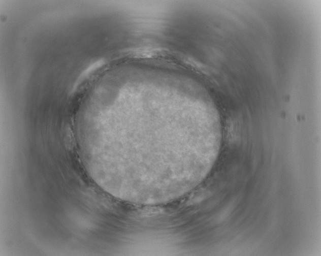 X0000070421446200606302049