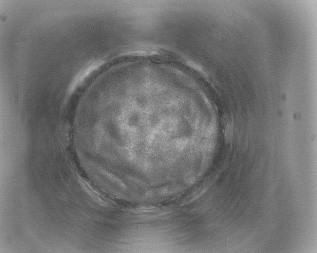 X0000070421448200606302049