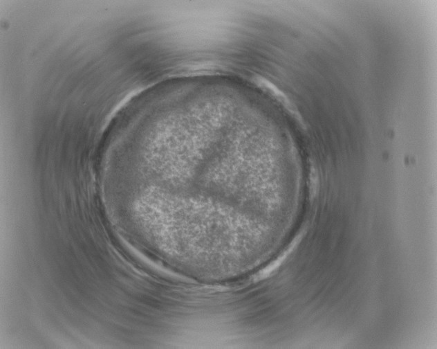 X0000070421449200606302049