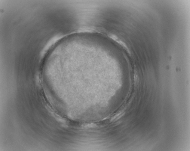 X0000070421454200606302049