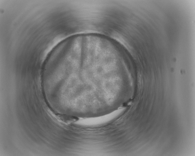 X0000070421460200606302049