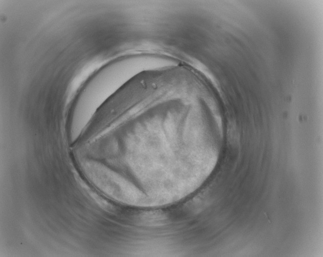 X0000070421464200606302049