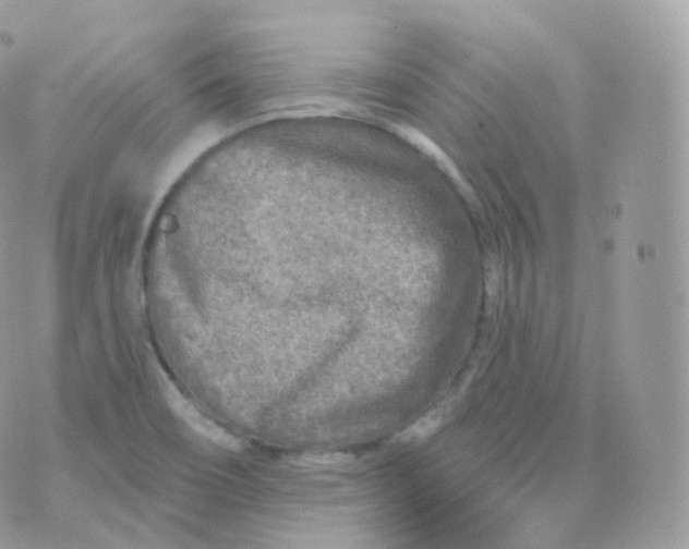 X0000070421466200606302049