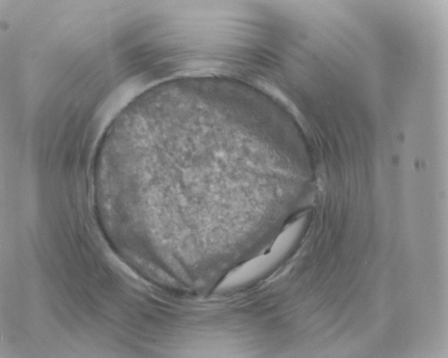 X0000070421467200606302049