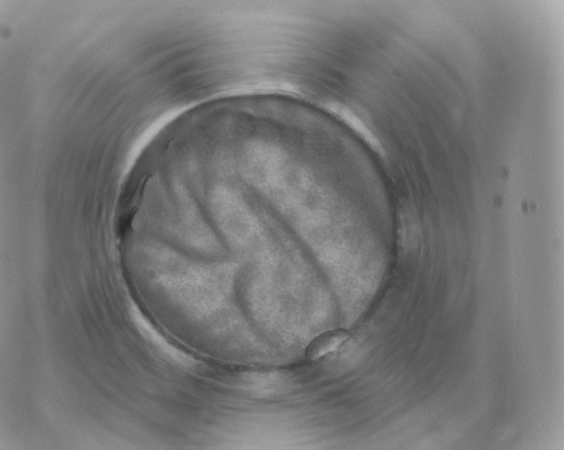 X0000070421468200606302049