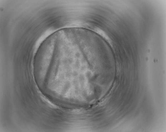 X0000070421480200606302049