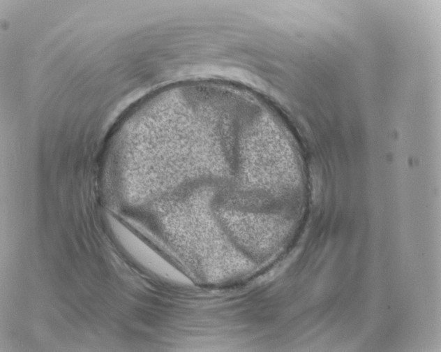 X0000070421497200606302048