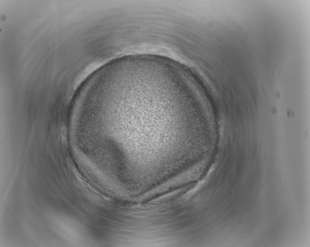 X0000070421505200606302048