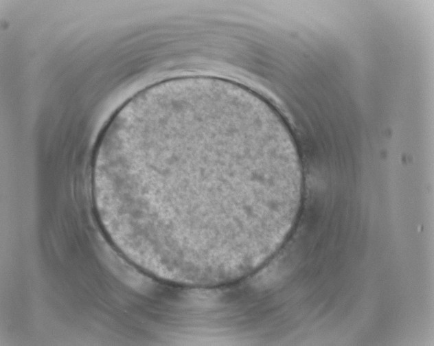 X0000070421514200606302048