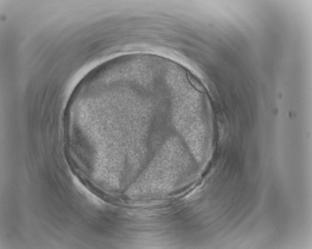 X0000070421527200606302048