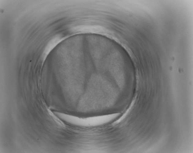 X0000070421529200606302048