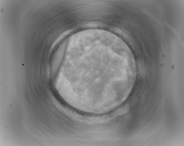 X0000070420016200607072346