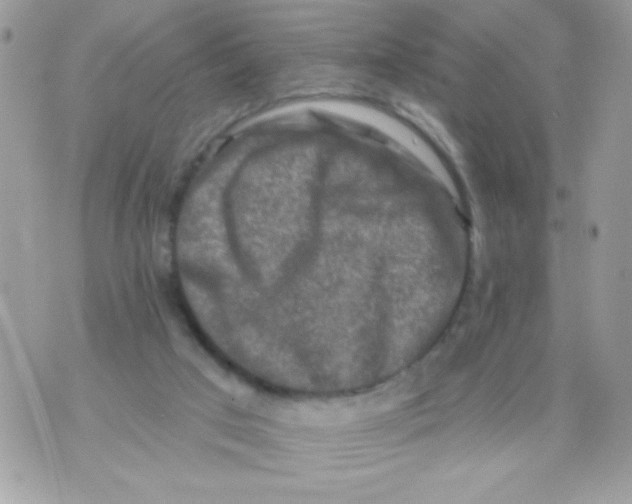 X0000070420017200607072346