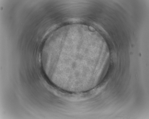 X0000070420024200607072345