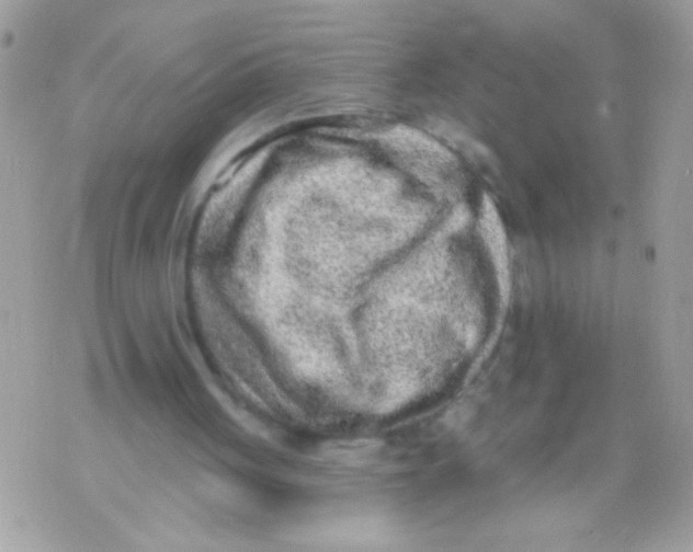 X0000070420051200607072344