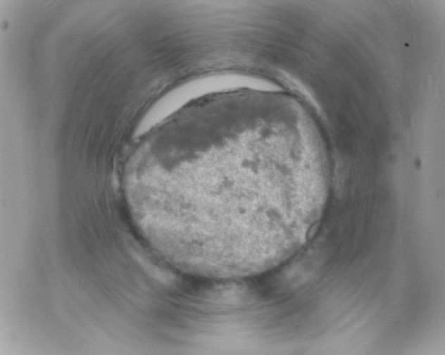 X0000070420065200607072345