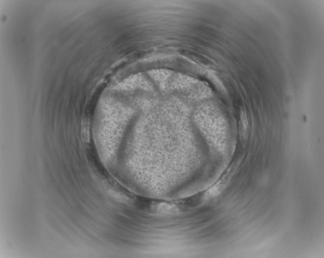 X0000070420180200607072343