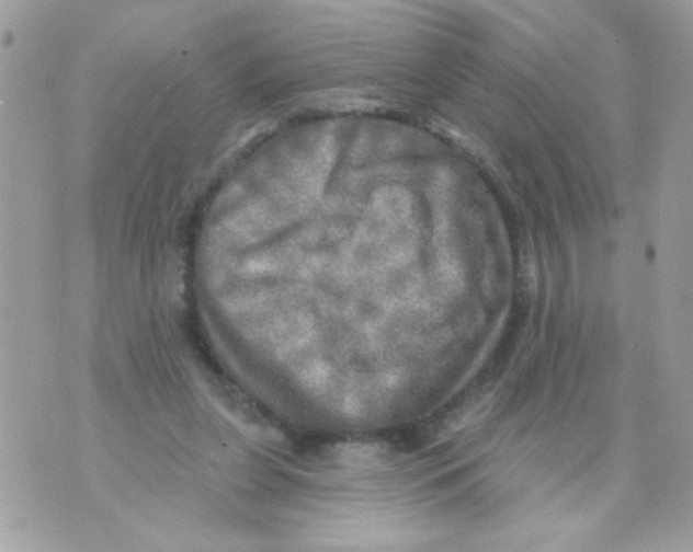 X0000070420255200607072341