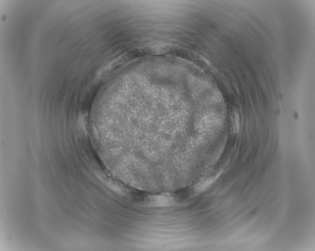 X0000070420286200607072342