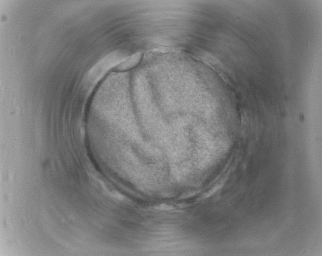 X0000070420290200607072341