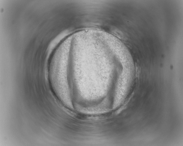 X0000070420294200607072341