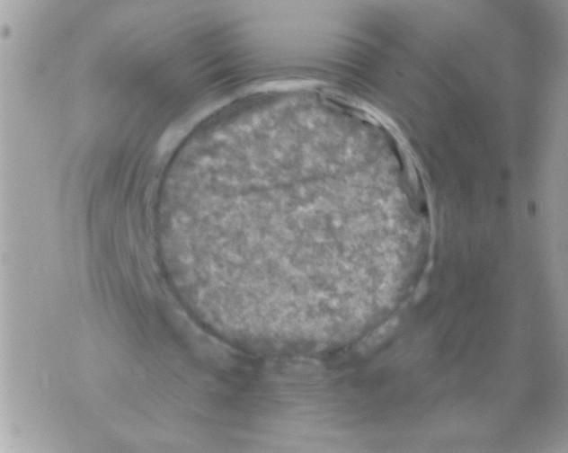 X0000070420337200607072340