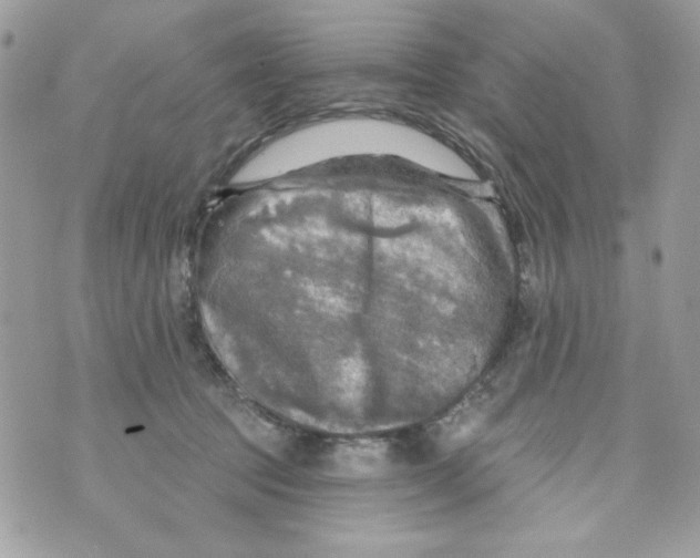 X0000070420369200607072340